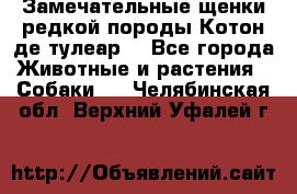 Замечательные щенки редкой породы Котон де тулеар  - Все города Животные и растения » Собаки   . Челябинская обл.,Верхний Уфалей г.